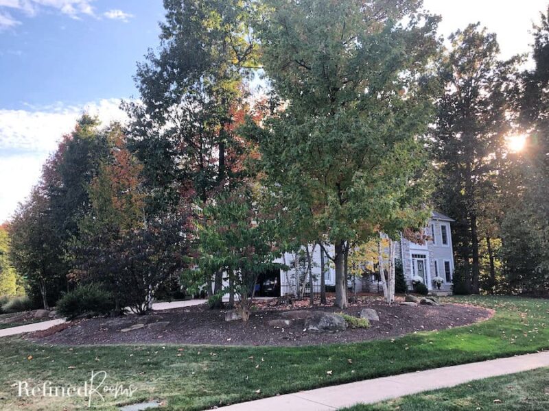 large group of trees in a large mulch bed on side of house.