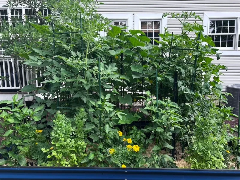 blue metal raised garden bed with black trellises and vegatables, herbs and flowers.